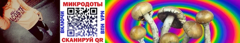 Галлюциногенные грибы Psilocybine cubensis  где можно купить наркотик  Бородино 